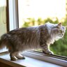 『猫がいる空間』でやってはいけないNG行為5選　事故やストレスにつながる危険性も