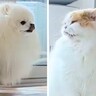 猫に育てられた犬→常に一緒にいた結果…シンクロ率100％な『可愛すぎる光景』に12万いいね集まる「種を超えた愛」「見た目も似てる」と絶賛