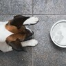 犬に冷たいものを与えても大丈夫？氷の食べ過ぎで起こる危険な症状まで