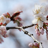 春の訪れ　伊賀地域でも桜開花
