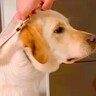 盲導犬の訓練生が『キャリアチェンジ』した結果…『カラーを変える瞬間』が感動的すぎると49万再生「似合ってる」「新しい犬生おめでとう」