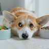 犬が『食物繊維不足』のときに現れるサイン3つ　補える食材や与え方のポイント、適切な量まで解説