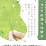 神河に300年続く銘茶あり　仙霊茶園が子ども向け茶摘み体験会、参加者を募集中