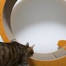 毎夜聞こえてくるキャットホイールの音→誰か探るために『隠し撮り』してみたら…まさかの光景に「かっこよすぎるｗ」「イケメンの鏡」の声