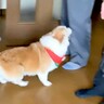 家に『たくさんの業者さん』が来た結果、犬が…想像以上の『熱烈歓迎』する光景が可愛すぎると34万再生「終始ルンルンｗ」「挨拶上手すぎ」