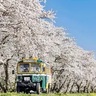 【最新お花見情報】レトロなバスにも乗れる「2025栗原市若柳桜まつり」
