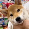 『生後6ヵ月の売れ残り犬』を家に迎えた結果…胸がいっぱいになる『1歳の誕生日を迎えた様子』が10万再生「感動した」「待っていたんだね」