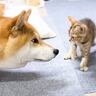 柴犬と子猫が数回対面した結果…子猫が見せた『予想外の行動』が面白すぎると44万再生「大物で草」「柴ふの良さ知っちゃったねｗ」