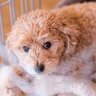 犬のケージ『NGな置き場所』5選　愛犬の体に負担となる可能性も…