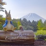「2025富士芝桜まつり」は芝桜だけじゃない！「ピーターラビット
