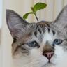 はっぱのピンをもらったので『猫につけてみた』結果…まさかの可愛すぎる光景が548万表示の大反響「めっちゃ似合ってるｗｗ」「ピクミンｗ」