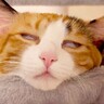 保護猫と暮らす一家が『とある1日』を撮影してみたら…爆笑の『クセつよ猫達の日常』が6.2万再生「ピアニストにマッサージ師」「可愛すぎ」