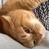 誕生日を迎えた甘えん坊な11才の猫！