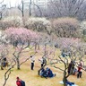 見ごろの梅がお出迎え　梅まつりに多くの人出