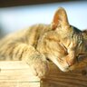 猫の飼い主の『モラルがない問題行動』5つ　周囲とのトラブル必至の迷惑行為、あなたは大丈夫？