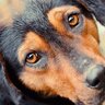 犬が『失明する病気』５選　危険な症状や手遅れになる前にすべき対処とは