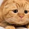 猫じゃらしを見ると『真剣に遊び始める猫』→まさかの『表情の変化』が可愛すぎると138万再生「困り顔にしか見えないｗ」「顔がたまらないｗ」