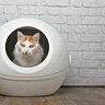 猫を病気にしかねない『使いづらい猫トイレ』の特徴5選　猫が嫌がっているサインもご紹介