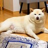 『まるで殿…？』プライドの高い柴犬が甘えたくなった結果…衝撃的な『偉そうにナデナデ要求する姿』が1000万再生「可愛すぎるｗ」と爆笑