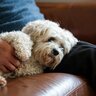 シニア犬が『甘えてくるようになる』４つの理由とは？飼い主が配慮するべき適切な対応方法までご紹介