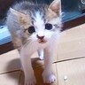 「戦闘力1ｗ」眼鏡しないで子猫に近づいたら全力警戒されて…"可愛すぎる威嚇"が131万再生「キュンキュン声ｗ」「威嚇になってないｗ」