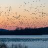 水田を渡り鳥の休息地に　米カリフォルニアの成功例「バード・リターンズ」プロジェクト