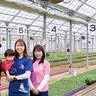 夏野菜苗が100種類以上　寒川・常盤園芸