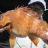 陸っぱりライトルアー遠征釣行でアジにメバルが連発！【大分】魚影の濃さを実感