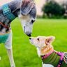 「犬のウンチは必ず持ち帰る」人にも犬にも影響するフンの放置と感染症の話