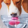 愛犬の『飲み水』を交換する正しい頻度とは？毎日変えないとどうなるの？