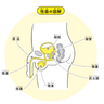 勃つってなにが起きているの？性器の図解と射精の仕組み【12歳までに知っておきたい男の子のためのおうちでできる性教育】
