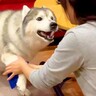 お母さんが『大型犬の足を拭いた』結果…なぜか『文句を言う姿』が可愛すぎると128万再生「くすぐったいのかな？ｗ」「助け求めてて草」