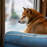 愛犬が悲しい気持ちになってしまう『飼い主の行動』7選　仕方のない場合にすべきケア方法も