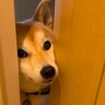 トイレに入っていたら、犬がやってきて…どうしても一緒にいたくて『ドアストッパー』になる光景が50万再生「可愛いｗ」「悪徳営業みたいで草」