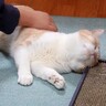 連休明けの朝、女の子が学校に行こうとすると…絶対に逃れられない『甘えん坊トラップ』に悶絶「作戦勝ちだね」「後ろ髪ひかれるのわかる」