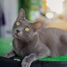 幸運を呼ぶ猫種『コラット』を知っていますか？そう言われる理由や魅力をご紹介