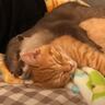 猫を抱きしめないと眠れないカワウソ→目を疑うほどに『可愛すぎる寝姿』が1405万再生「優しい世界すぎて涙」「心が浄化される」