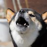 犬が無駄吠えするようになる飼い主の『NG行為』5選　愛犬が吠えるのを助長するダメ習慣とは？