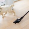 『綺麗好きな犬』の特徴3選　主な共通点や清潔な環境を保つためのポイントとは？