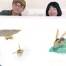平塚市美術館　『すすめばち』公開制作　１月23日〜31日