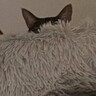 飼い主が『行ってくるね～』と言ったら、猫が……まさかのお見送りの様子が可愛すぎると154万表示「猛烈に可愛い」「一日頑張れるね」の声