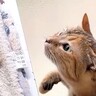 飼い主と同居犬ばかりに甘える子ども猫→めずらしく先輩猫のところへ行った結果…思わず応援したくなる『まさかの光景』に「勇気出したよね」