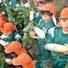 視点を変え、大根掘り　峯岡幼稚園　園児と喜び共有