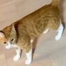 かくれんぼをして遊ぶ猫を撮影していたら…「す、すごい」「初めて見た！！」あまりにも『貴重な瞬間』を捉えた様子が280万表示