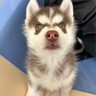 『生きているだけで奇跡』といわれたハスキー犬→想像もできなかった『現在の姿』が泣けると話題「瞳にお星様が…！」「幸せ伝わる」と3万いいね