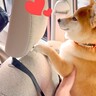 犬は『突然大好きなお兄ちゃんが車に乗ってきたら』どうする？…まさに『狂喜乱舞』な熱烈歓迎が6万再生「暴れてて草」「泣ける反応」と絶賛