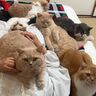 全猫好きが夢にまで見る光景！　飼い猫の“全部乗せ”猫布団が重いけど温かそう
