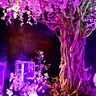 【奈良】桜×金魚の幻想的な世界が「金魚ミュージアム」に！春だけの特別展