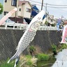 下菊川を泳ぐこいのぼり