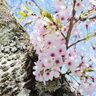 【柏市】首都圏最後のとりで、千葉県でも…クビアカツヤカミキリ発見